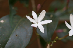 Jasminum flexile